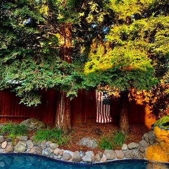 Nice View Tree Care - Trees that will be removed - Tree Services Near Me Nice View Tree Care - Trees that will be removed - Tree Services Near Me