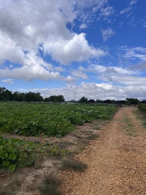 Summerset Farm by null