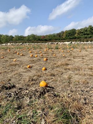 Red Apple Farm by null