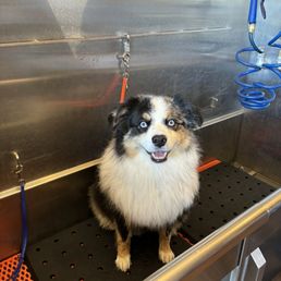 Dog wash mission accomplished!