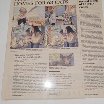 Bajah's Cat Cafe - Cafes Near Me - Tiverton, Rhode Island