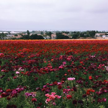 The Flower Fields - Venues & Event Spaces Near Me - Carlsbad, California The Flower Fields - Venues & Event Spaces Near Me - Carlsbad, California