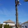 Photo of Evergreen Tree specialists