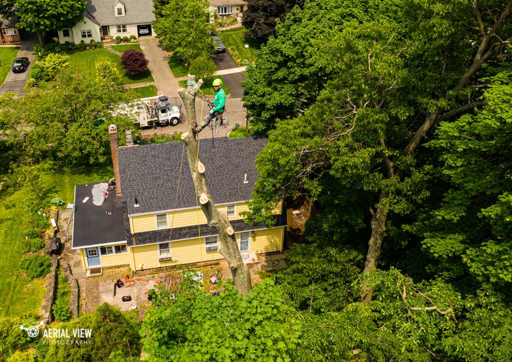 Cruz Tree Services, LLC - tree service in Stratford, CT