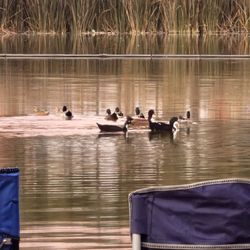 Water Lantern Festival - Ducks!