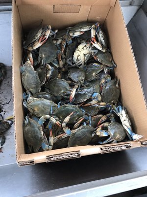Quality Fresh Seafood by null
