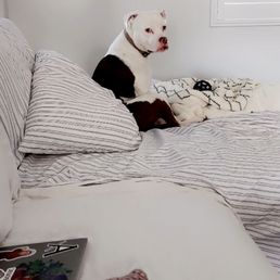 My Pit, Echo. Thank you, Chelsa and older lady for all your help and advice. You ladies Rock! My Pit, Echo. Thank you, Chelsa and older lady for all your help and advice. You ladies Rock!