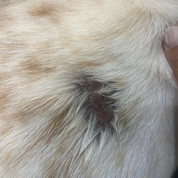 El Toreo - a dog with a wound on its fur - Mexican Near Me - Ocala, Florida El Toreo - a dog with a wound on its fur - Mexican Near Me - Ocala, Florida