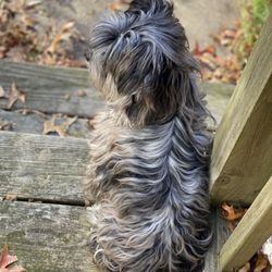 Voss Yorkies - Blue Merle Yorkshire Terrier