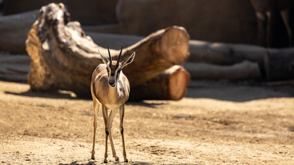 San Diego Zoo by null