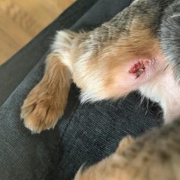 mylos cut by palisade pup grommer