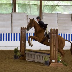 Rosepoint Sporthorses