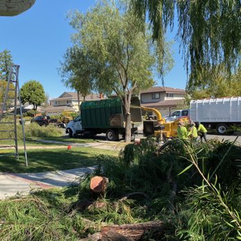 Premier Tree Experts - Tree Services Near Me - Orange, California Premier Tree Experts - Tree Services Near Me - Orange, California