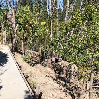 Green Leaf Zone - Tree Services Near Me - Sherman Oaks, California