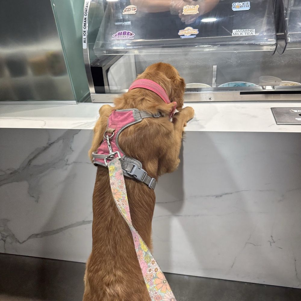 Afters Ice Cream - Ice Cream & Frozen Yogurt Near Me - Oxnard, California Afters Ice Cream - Ice Cream & Frozen Yogurt Near Me - Oxnard, California