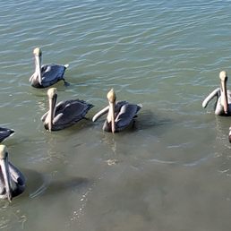Pelicans Pelicans