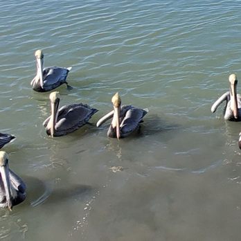 Buccaneer Cruises - Pelicans - Boat Tours Near Me - Corpus Christi, Texas