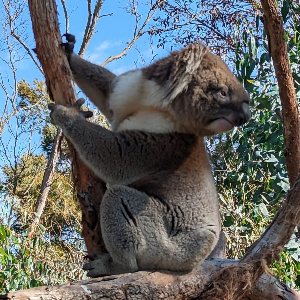 Moonlit Sanctuary - Koala - Zoos Near Me - Pearcedale, VIC Moonlit Sanctuary - Koala - Zoos Near Me - Pearcedale, VIC