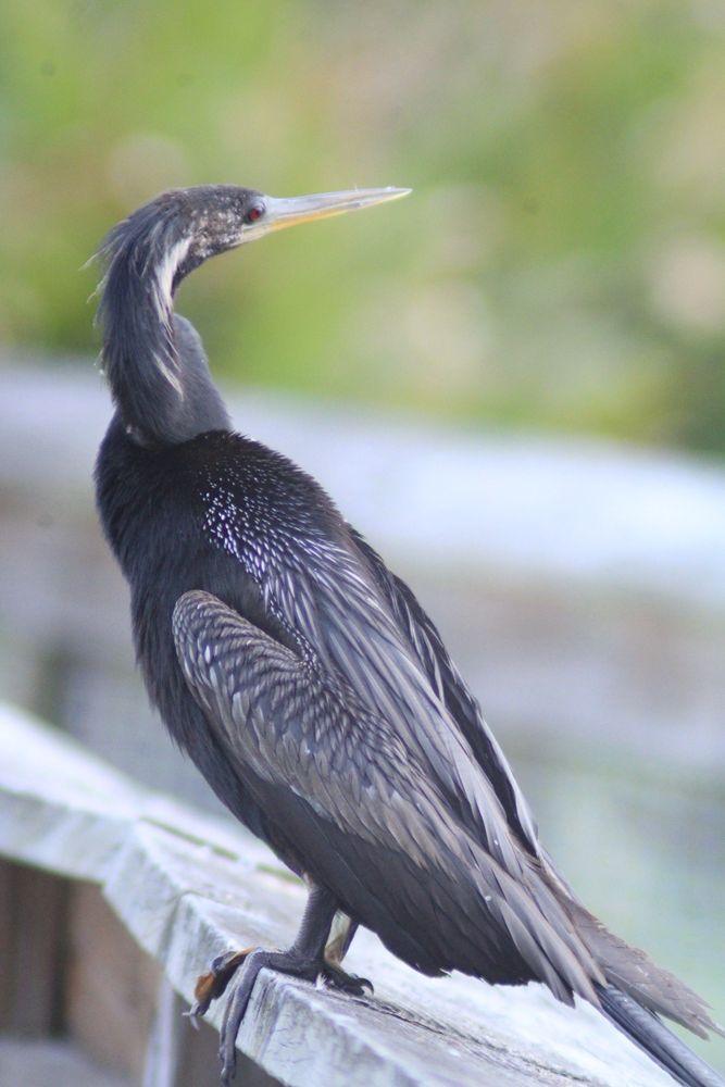 Sweetwater Wetlands Park Image