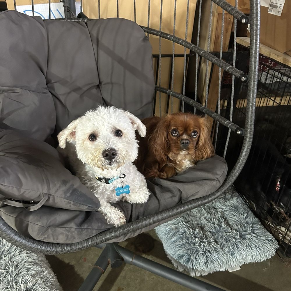 Uncle Pawpaw - Pet Groomers Near Me Uncle Pawpaw - Pet Groomers Near Me