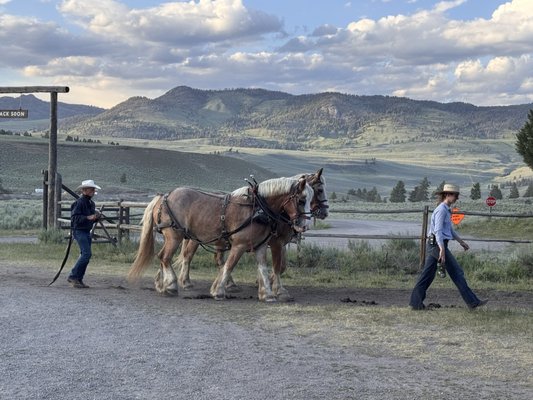 Roosevelt Corrals by null