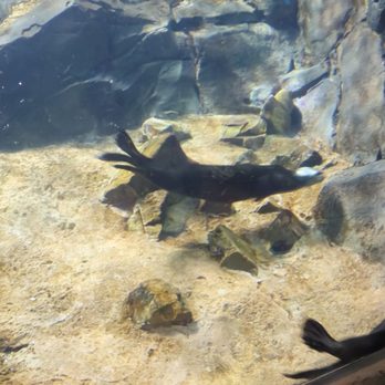 Georgia Aquarium - Aquariums Near Me - Atlanta, Georgia