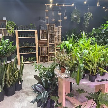 Spotted Leaf Plant Company - Nurseries & Gardening Near Me - Somerville, New Jersey Spotted Leaf Plant Company - Nurseries & Gardening Near Me - Somerville, New Jersey