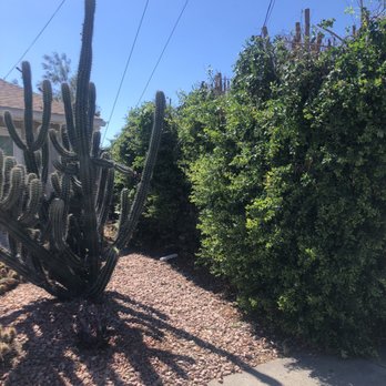 Roy L Schwartz Tree Rescue - After - Tree Services Near Me - San Diego, California Roy L Schwartz Tree Rescue - After - Tree Services Near Me - San Diego, California