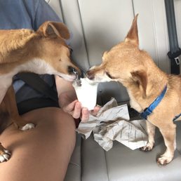 Pup cup