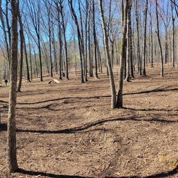 Barks and Tails Dog Park - Inside the dog park enclosure. - Dog Parks Near Me - Chattanooga, Tennessee