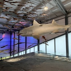 Urwelt-Museum Hauff