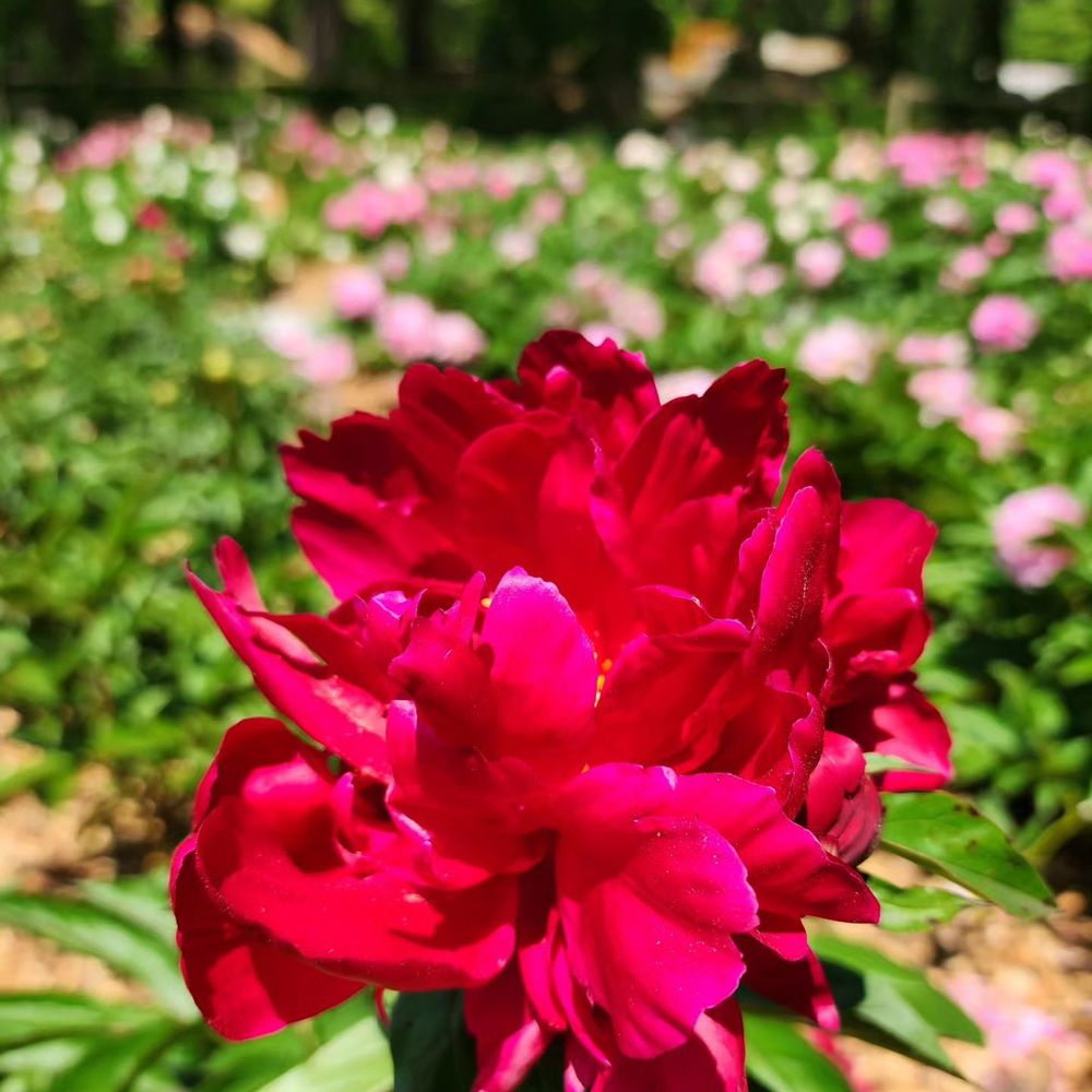 Schwartz Peony Garden - Botanical Gardens Near Me - Gaithersburg, Maryland Schwartz Peony Garden - Botanical Gardens Near Me - Gaithersburg, Maryland