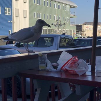 Gilbert's Chowder House - Seagull stealing food - Seafood Near Me - Portland, Maine