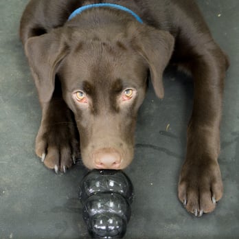 K9 Manners Matter - Pet Training Near Me