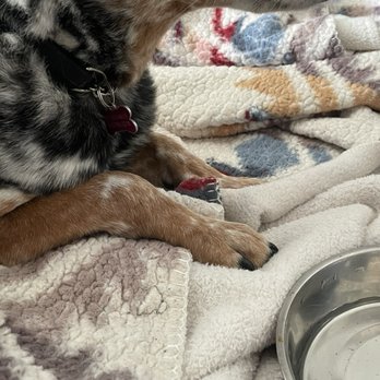 Heart and Soul - Her swollen wrist - Veterinarians Near Me - Portland, Oregon