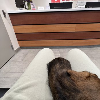VEG ER for Pets - Emergency Pet Hospital Near Me - Washington, DC, District of Columbia