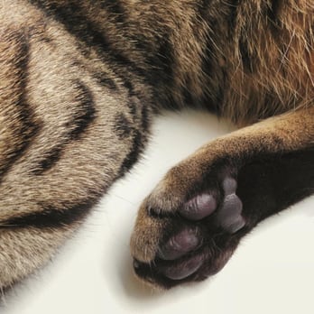 Maison de Moggy - beans! - Cafes Near Me - Edinburgh, EDH Maison de Moggy - beans! - Cafes Near Me - Edinburgh, EDH
