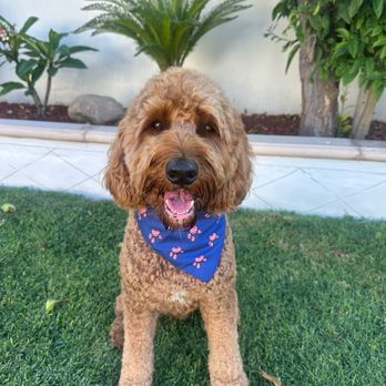 Discount Pets - Kobe after groomer - Pet Groomers Near Me - Santa Ana, California Discount Pets - Kobe after groomer - Pet Groomers Near Me - Santa Ana, California