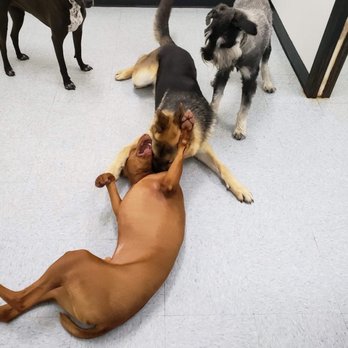 Preppy Pet - Pet Sitting Near Me - Lawton, Oklahoma Preppy Pet - Pet Sitting Near Me - Lawton, Oklahoma