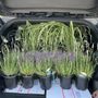 Photo of Ging's Nursery