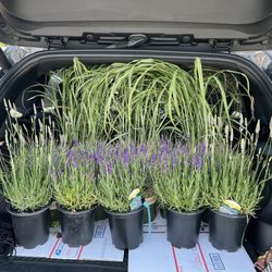Ging's Nursery - Taking them home.