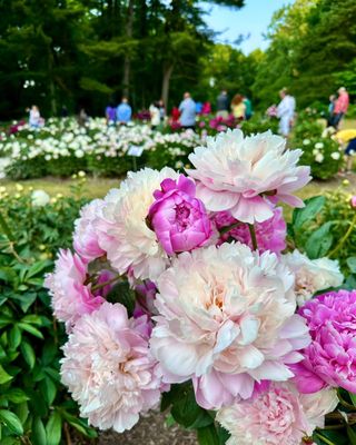 University of Michigan Nichols Arboretum by null