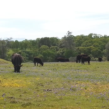 North Table Mountain - My grass brings all the cows to the yard... - Hiking Near Me - Oroville, California North Table Mountain - My grass brings all the cows to the yard... - Hiking Near Me - Oroville, California
