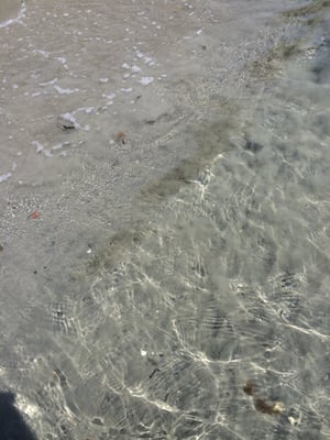 Crescent Beach State Park by null