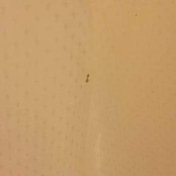 Quality Inn & Suites - Dirty shower curtain - Hotels Near Me - Mobile, Alabama