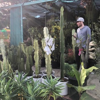 Venice Plants - Vibes at Venice Plants - Nurseries & Gardening Near Me - Venice, California Venice Plants - Vibes at Venice Plants - Nurseries & Gardening Near Me - Venice, California