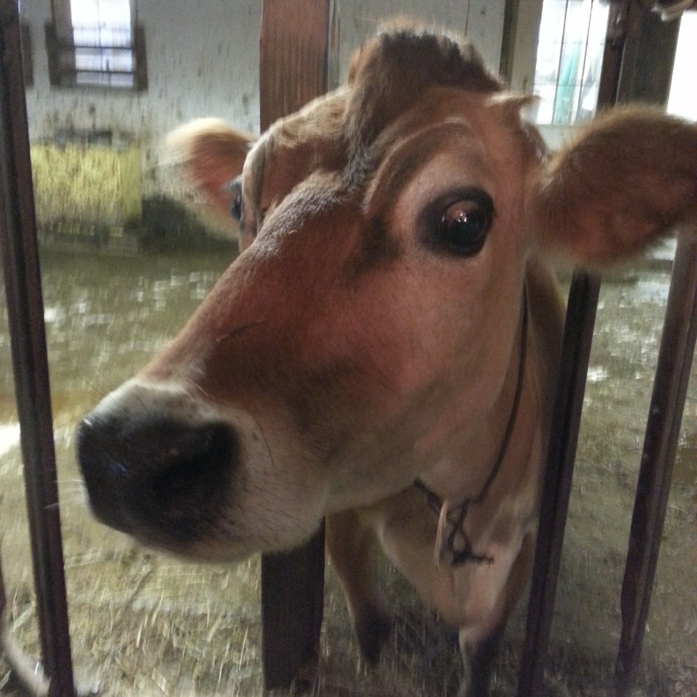 Cato Corner Farm - Specialty Food Near Me - Colchester, Connecticut Cato Corner Farm - Specialty Food Near Me - Colchester, Connecticut
