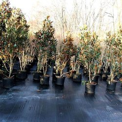 Greenway Nursery