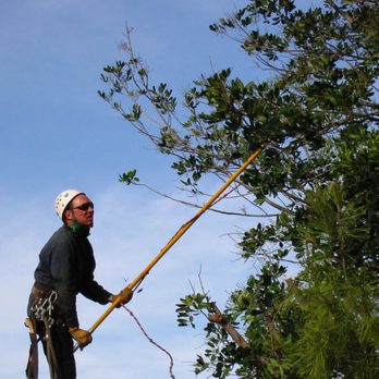 All Tree Care - Up a tree - Tree Services Near Me All Tree Care - Up a tree - Tree Services Near Me