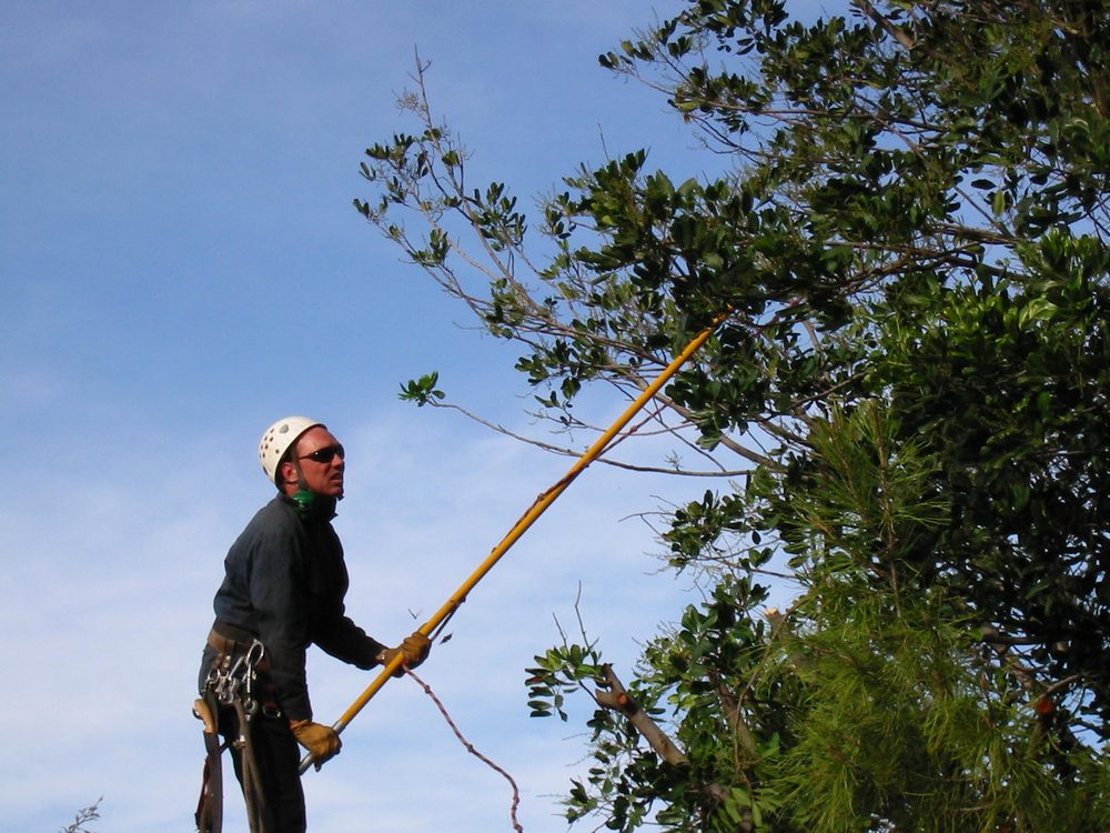 All Tree Care - tree service in San Diego, CA